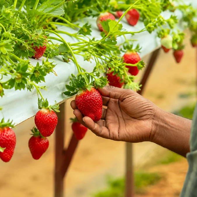 Berry growers 
