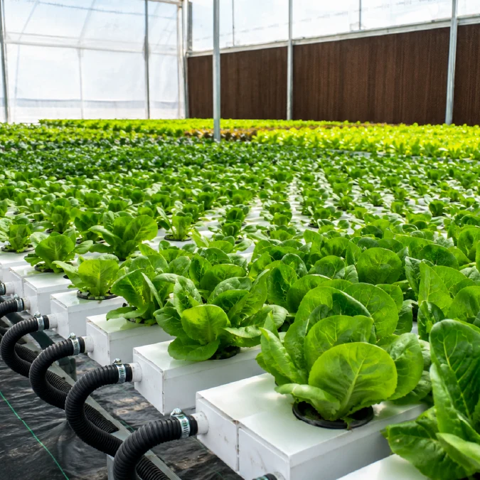 Hydroponics