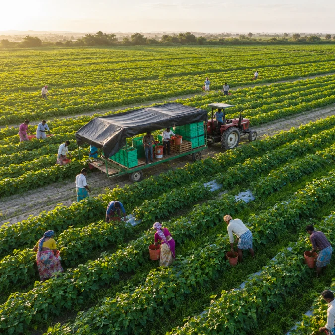 Vegetable farms